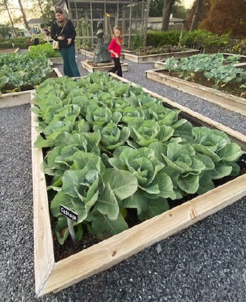 Cabbage in a raised garden bed.